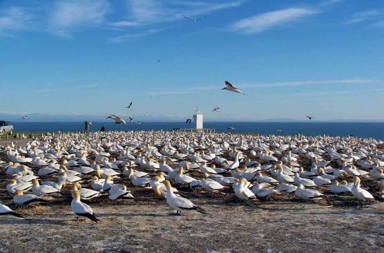 Cape Kidnappers Gannet Tour ex Napier (i-Site) 