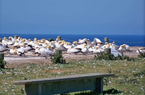 Cape Kidnappers Gannet Tour ex Hastings (i-Site)