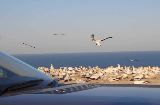 Cape Kidnappers Gannet Tour ex Te Awanga Base