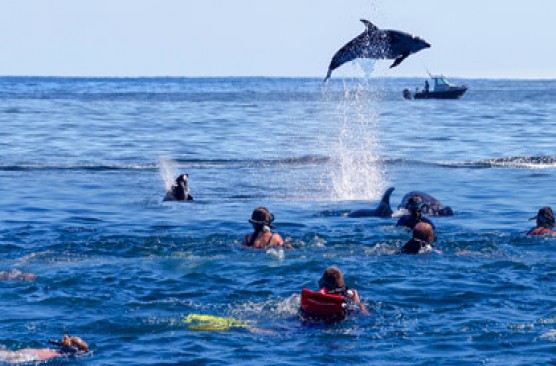 Bay of Islands Day Tour: Swim with Dolphins Cruise + Lunch