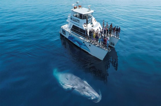 Auckland Whale and Dolphin Safari 